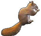squirrel imifanekiso-ebonakalayo-i-gif